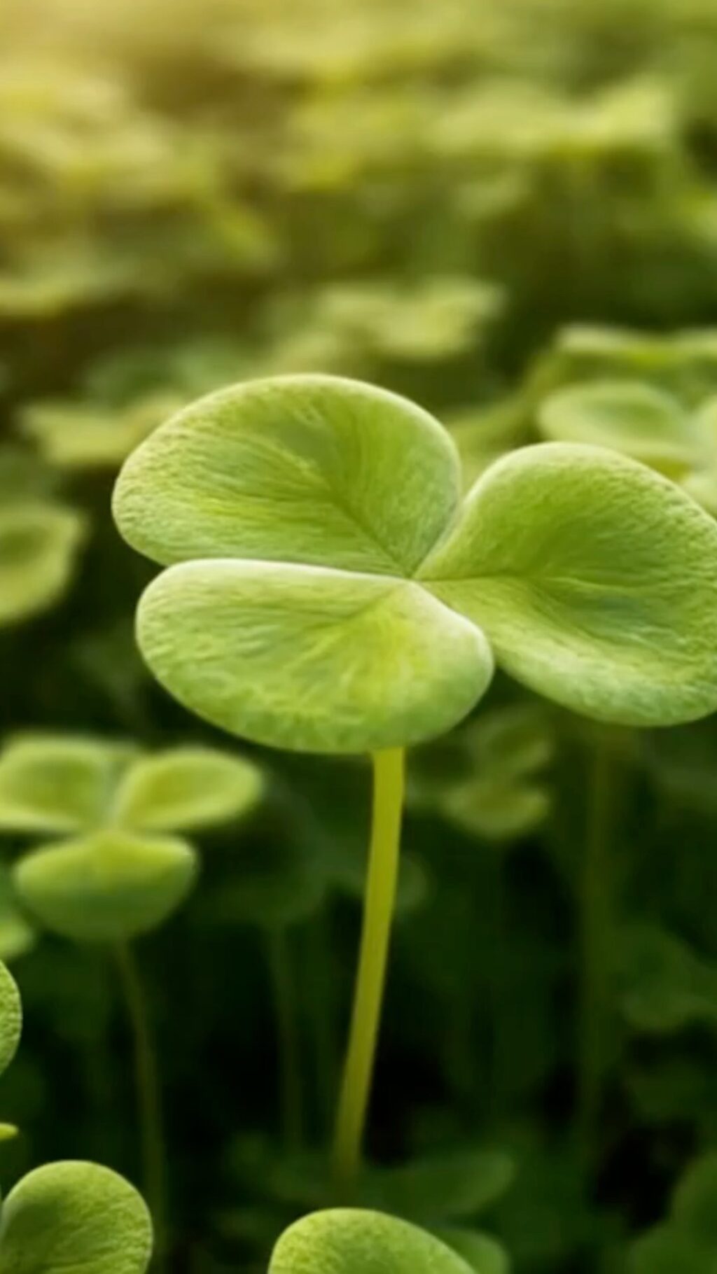 Instagram post from madmarquesswhiskey. This post is in position 0.